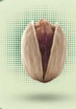Kalle Gochi Pistachio In Shell 24/26 Size 24/26 Flavor Rich Texture Crunchy Packaging In Shell Place of Origin Iran Freshness Maximum Freshness - DUVAANTE TRADING - United Arab Emirates
