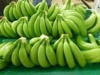 100% Drip irrigation method cultivated Fresh Green Cavendish Banana - ETS YJM CAMEROUN - Cameroon