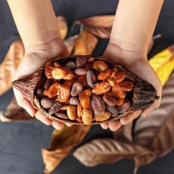 Selected Cocoa Bean With Superior Flavor Characteristics And Consistent Bean Quality For Export Ready Supply - TOSOH INTERNATIONAL - South Africa