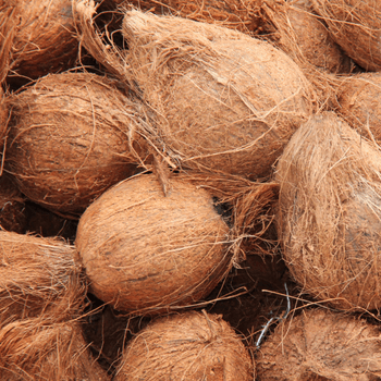 Semi Husked Coconut - PT Vale Agrovia Nusantara - Indonesia