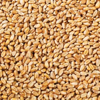 Farm Fresh Wheat Grain For Grain Processing Facilities Featuring Carefully Sorted Kernels And Premium Crop Selection - TOSOH INTERNATIONAL - South Africa