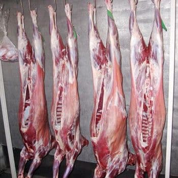 Frozen Lamb Carcass Hot Sale Muton Meat Origin Poland - EEC POLAND LTD  - Poland