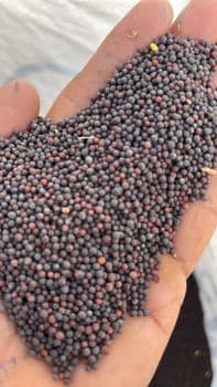 Mustard - Agrichain import and export LLP - India