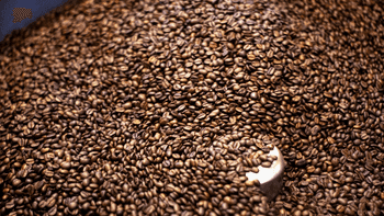 Hot Selling Premium Quality Robusta & Arabica Coffee Beans Organic Direct Wholesome Green & Roasted Blended Colored - AGRONOVA - United States