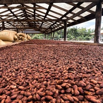Organic Cocoa Bean With Carefully Managed Harvesting Practices And High Quality Selection For Export Demand - TOSOH INTERNATIONAL - South Africa