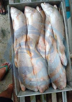 FROZEN YELLOW CROAKER - HIGH QUALITY Freshness Level Frozen - PT Savya Coco Provita - Indonesia