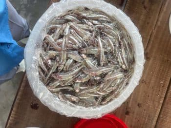 SALTED WHOLE ANCHOVY - Raw materials for Fish sauce, Bagoong, Balacan - TPPFOOD - VietNam - Vietnam