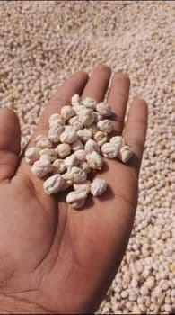Chickpea Moisture Content ≤ 12% Sizes 8mm, 9mm, 10mm, 11mm, 12mm Varieties Kabuli Chickpeas, Desi Chickpeas Quality Machine-cleaned, Dust-free, Uniform Size & - aayza trading - India
