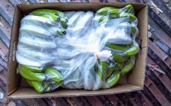 Cavendish banabmna Features Organic Fruit Type Hass Avocado - Am star group trading plc - Ethiopia