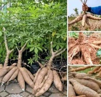 Fresh Cassava - Cassava,  Dried Tomatoes,  soybeans,  cocoa  - Nigeria
