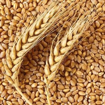 Wheat – Export Quality Origin India Grain Size Uniform Grain Color Uniform Moisture Max. 12–14% Nutritional Value High Foreign Matter Max. 1% - AGROCARTE EXIM ENTERPRISES PVT LTD - India