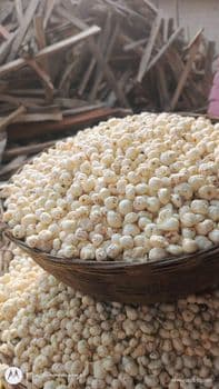Foxnut - A.U. Overseas Private Limited - India