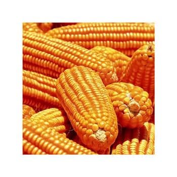 Brazil Commodities frozenchickenexports.com - AGROSTREAM EXPORTS AND IMPORTS PTY LTD - South Africa