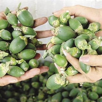 High Quality Fresh Betel Nuts from Vietnam Premium Areca Nut CHEAPEST Price with Free Tax - VINAGREEN TRADING AND IMPORT EXPORT COMPANY LIMITED - Vietnam