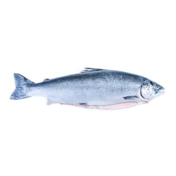 Frozen Salmon Fish High Quality Seafood Resource Processed Under Strict Hygiene Standards For Global Buyers - TOSOH INTERNATIONAL - South Africa