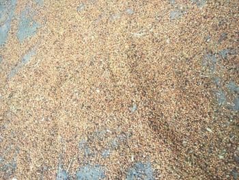 Finger millet - Adans group - Kenya
