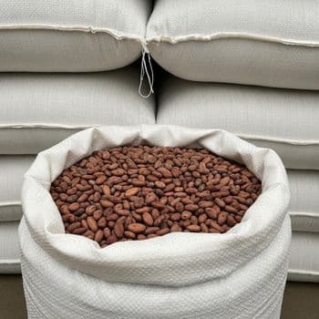 Premium Cocoa Bean For International Ingredient Supply With Rich Natural Aroma Carefully Selected From Trusted Farms - TOSOH INTERNATIONAL - South Africa