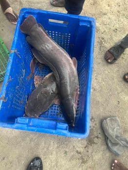 Catfish - Akrong Interus  - Ghana