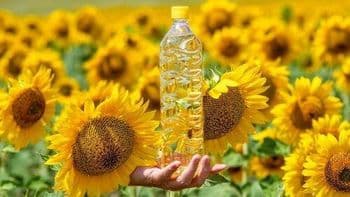 Premium Sunflower Oil For Healthy Cooking Fast Delivery Available In 1L 2L 3L 4L 5L Sizes With Wholesale Pricing - Carla Pisselli Commercio - Brazil