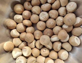 Areca Nut Shape Whole Grade Premium - MEME GROUP COMPANY LTD - Cameroon
