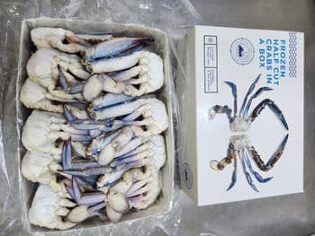 Blue Swimming Crab Organic No Freshness Level Frozen Catch Method Wild-Caught - Thomas - Bahrain