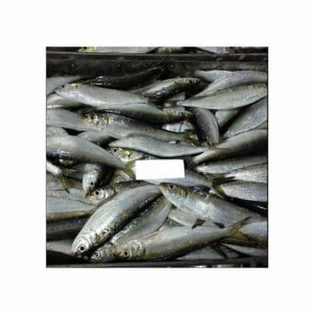 Cheap Price Frozen Sardine Fish Bulk Supply Cut Other Features Organic Freshness Level Frozen Degree of Processing Cured - BMU TRADING GMBH - Germany