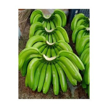 Wholesale Fresh Green Cavendish Banana Export Grade Bulk Supply - CHHC AGR0-CHEMICAL PRODUCTS WHOLESALING - Philippines
