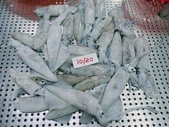 frozen squid whole - AMAZE SEAFOOD TRADE - India