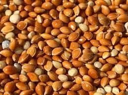 Premium Red Millet (Ragi / Finger Millet) Grade A Type Lentil Flavor Earthy Color Reddish-brown Shelf Life Excellent Gluten Status Gluten-free - TRADE NEPAL LLC - United States