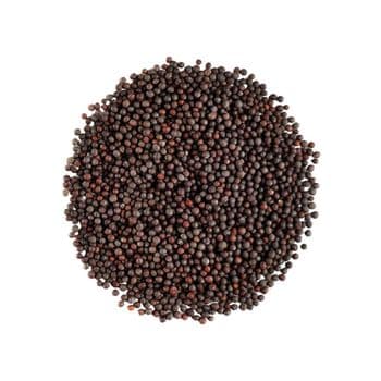 Mustard seeds available for export to global markets with competitive pricing - MASI TRADING GMBH - Germany