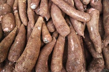 Fresh cassava Texture Starchy Appearance Root Vegetable Nutritional Content Rich In Carbohydrates Processing Freshly Harvested, Thoroughly - GLASAJ GROUP VENTURES LTD - Ghana