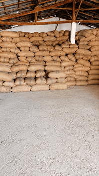 raw cashew nut Organic Yes Origin NIGERIA Degree of Processing Natural - MTH Agrisystems - Nigeria