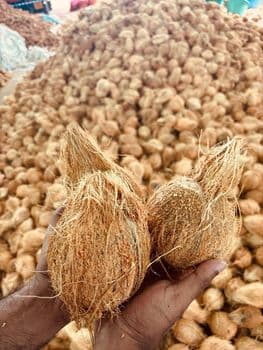 Semi husked coconut Shelf Life Long Shelf Life Maturity Status Fresh And Matured Kernel Quality High-quality Kernels Husk Condition Partially Removed - SVRGARMENTS - India