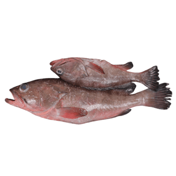 FROZEN REEF COD Shelf Life 2 YEARS Texture Firm White Meat Flavor Delicate, Savory Packaging 20 Kg Ctn (IWP) Packaging Type Running Weight - Netfish India - India