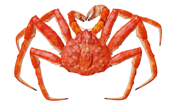 king crab Grade A Color RED Product Form Live Texture Soft Shell Instruction for use EAT Place Of Origin Romania Intended Use Fresh/frozen/seafood For Sale - Agroral import export srl  - Romania