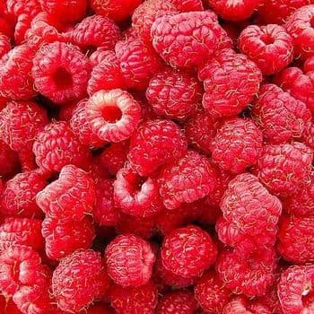 China factory frozen raspberry whole frozen blackberry IQF fruits - Qingao Harthn-Ritune Corp., Ltd. - China