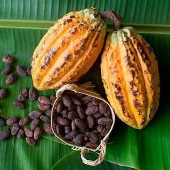 Cocoa bean Source Finest Plantations Flavor Optimal Flavor, Aroma Sustainability Sustainable Practices Processing Method Carefully - Frank - Nigeria