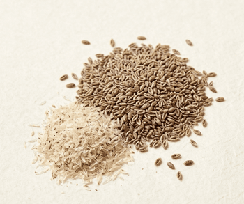 Psyllium Seeds Form Whole Organic Yes Origin Arid Regions Of India, India Sorting Method Graded For Uniformity Moisture Content Maintained At Optimal Levels For Long-term Export Storage - GlobalNine Worldwide LLP - India