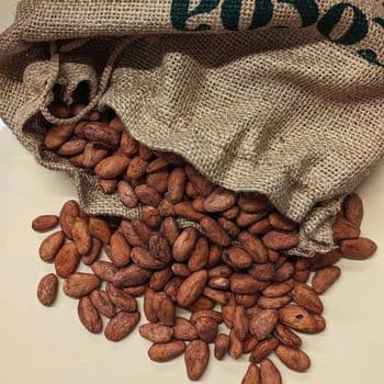 Raw Cocoa Bean With Authentic Origin Character And Carefully Handled Processing For Bulk Export Supply - TOSOH INTERNATIONAL - South Africa
