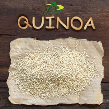 White Quinoa Seed , Quinoa Seed whole ,Quinoa Seeds, White Quinoa , Quinoa , White Quinoa Seed Bulk Supplier From India - APEX INTERNATIONAL - India