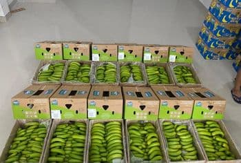 fresh cavendish banana Fruit Type cavendish banana - PT. Komoditas Asli Indonesia - Indonesia