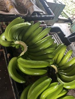 Premium Cavendish Banana Fruit Type Cavendish Banana - Lekker Agri Trading - Philippines