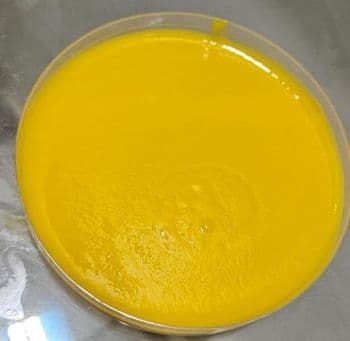 Mango Chaunsa Puree Weight (kg) 210 Shelf Life 24 months Port Karachi, Pakistan Processing Type Aseptic Place of Origin Pakistan - A A Pulp & Puree Private Limited - Pakistan