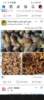 date Origin Algeria Region Deglet Nour - EURL MOST TRADING - Algeria