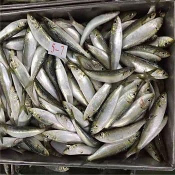 Frozen Sardine Fish Whole Body Seafood Offering With Excellent Protein Levels For International Distribution - TOSOH INTERNATIONAL - South Africa