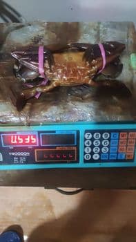 mud crab Meat Quality Meaty Crab Health Healthy Crab Freshness Fresh Crab Box Design Vertical Environmental Impact Environmental - Bumi Etam Sentosa - Indonesia