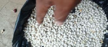 White beans.green mungs.soybeans.sesame beans Origin Ethiopia Features Organic Product Type Oil seeds product - Am star group trading plc - Ethiopia