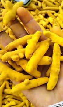 Turmeric Finger Curcumin Content 3%+ Impurity Level Max 0.5% Moisture Content Max 12% Supply Availability Year-round Packaging 25kg / 50kg Pp Bags - Shahji International - India