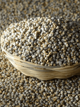 Factory price pearl millet wholesale premium grade millet bulk shipment ready - HIGHPROFILE AGRICULTURE SERVICES LIMITED - Tanzania