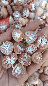 BETEL NUT / ARECA NUT / SUPARI Impurity 1 % Origin Indonesia Moisture Max. 5 % Type Whole & Split Color Natural Brown Quality 90/95, - PT BORNEO NIAGA DUNIA - Indonesia